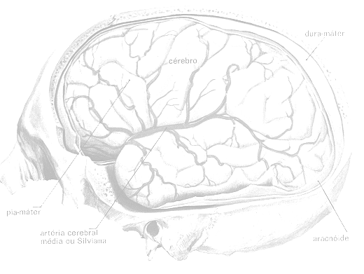 cerebro.gif (66003 bytes)